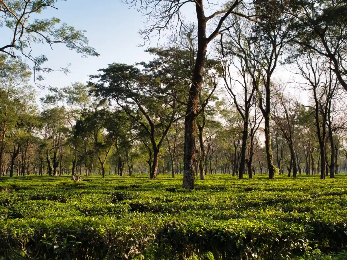 Assam – landscape