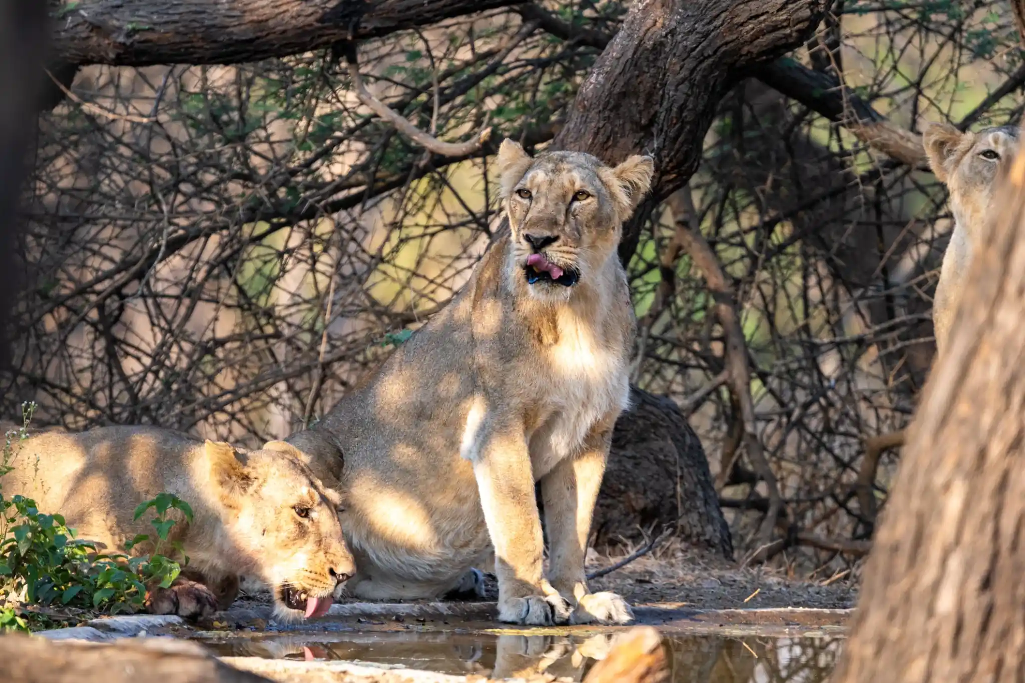Gir National Park Wildlife Package