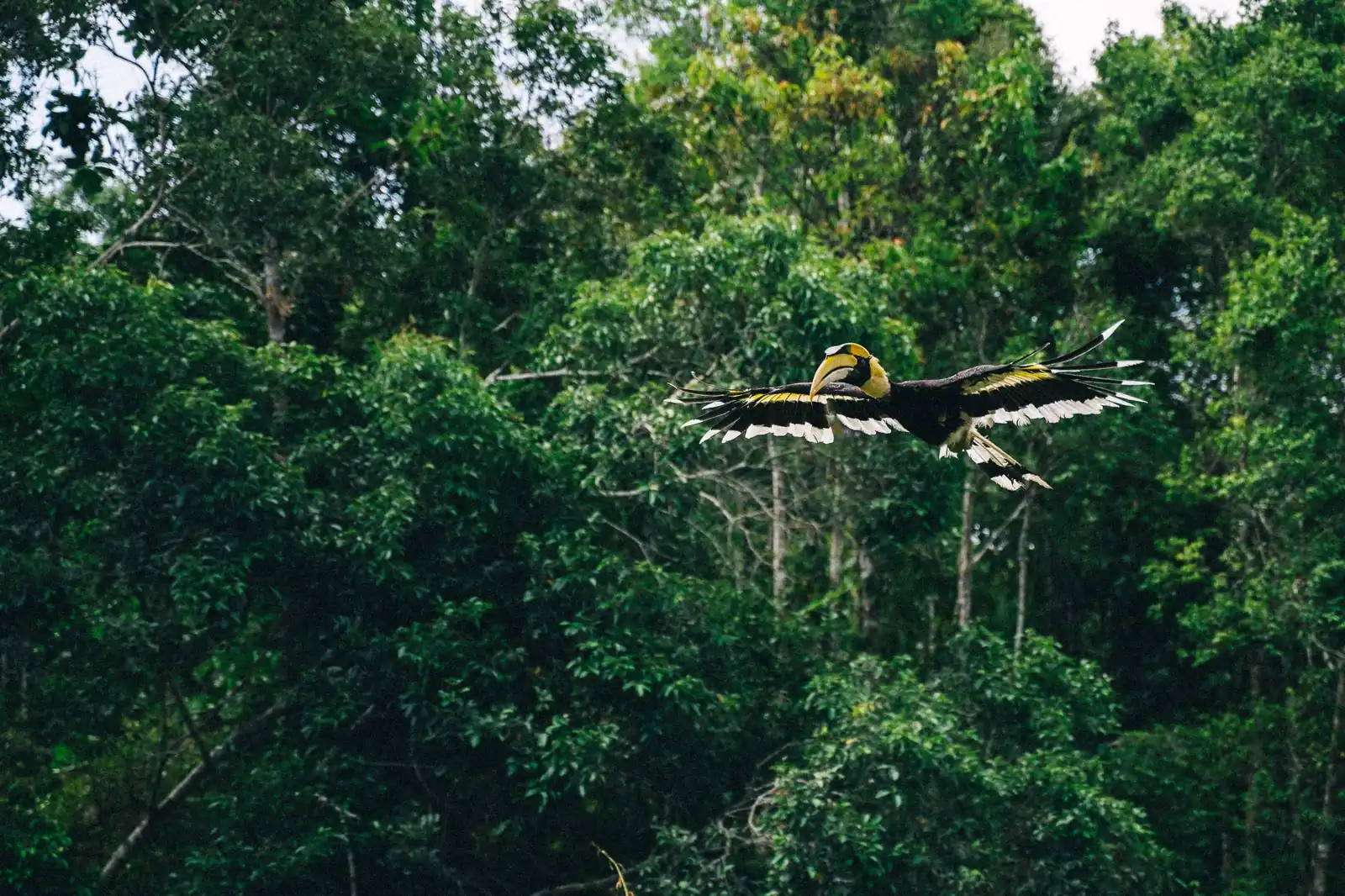 Hornbill Festival Tour Package
