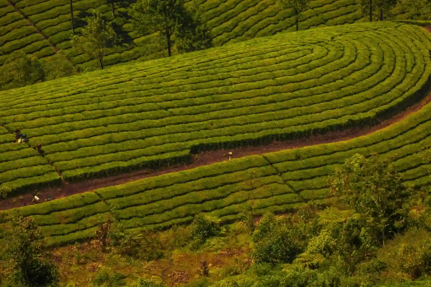 Kerala Family Tour Package