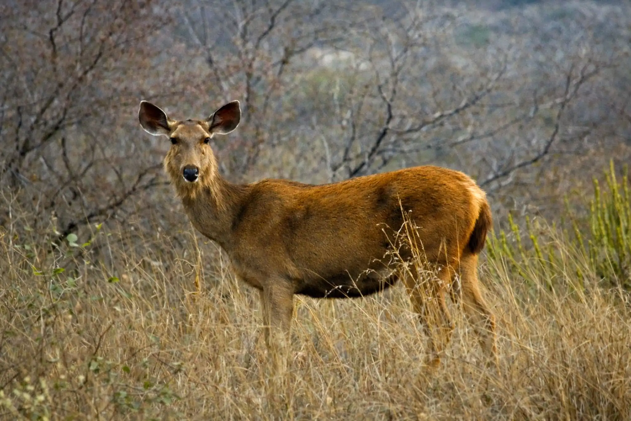 Ranthambore Wildlife Tour Package
