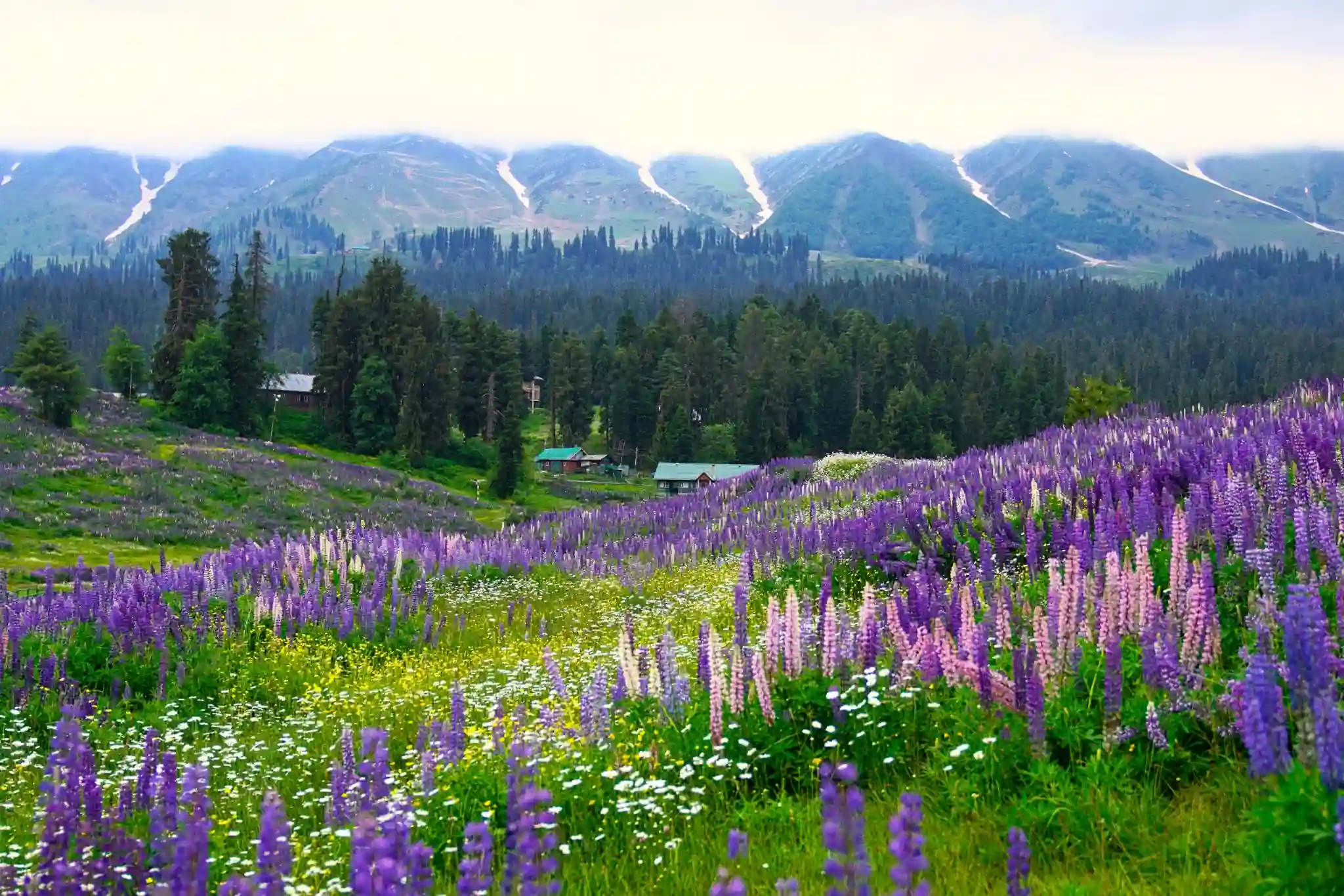 Valley of Flowers Trek Package
